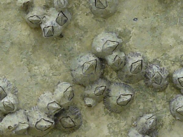 Bare metal texture with large grey bumps on surface.
